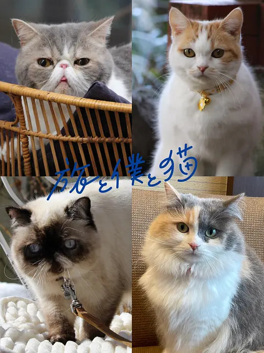 旅行和我和猫